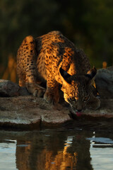 The Iberian lynx (Lynx pardinus), young lynx at the watering hole in yellow grass. Young Iberian lynx drinking from a pond and looking into the lens. A rare beast in an exceptional picture.