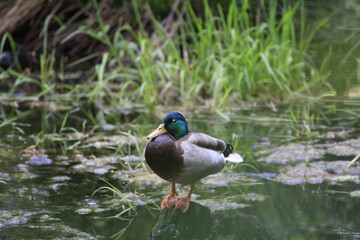 Stockente (Anas platyrhynchos)