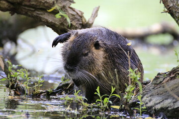 Nutria (Myocastor coypus)