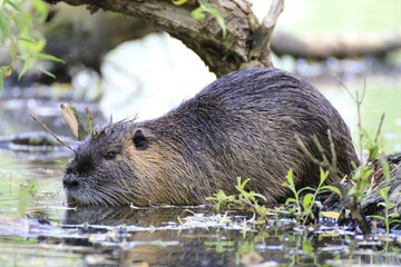 Nutria (Myocastor coypus)