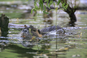 Nutria (Myocastor coypus)