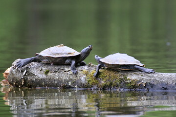 Obraz premium Schildkröte (Testudines)