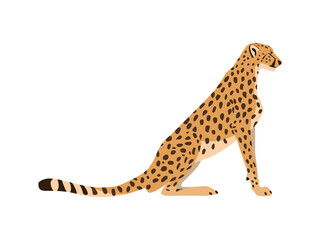Animal illustration. Sitting cheetah drawn in a flat style. Isolated object on a white background. Vector 10 EPS