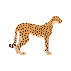 Animal illustration. Standing cheetah drawn in a flat style. Isolated object on a white background. Vector 10 EPS