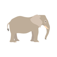 Animal illustration. Standing elephant drawn in a flat style. Isolated object on a white background. Vector 10 EPS