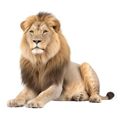 Obraz na płótnie Canvas brown lion isolated on white