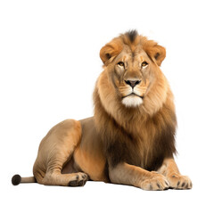 Fototapeta na wymiar brown lion isolated on white
