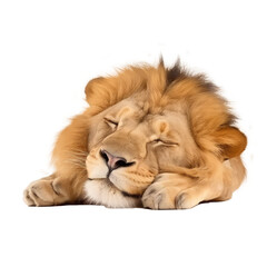 Obraz premium brown lion isolated on white