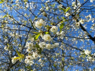 Spring white flowers. Blooming cherry in spring. Natural flower background.