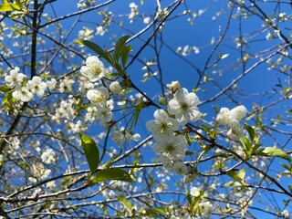 Spring white flowers. Blooming cherry in spring. Natural flower background.
