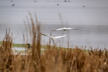 white herons on the shore of the lake on a rainy day