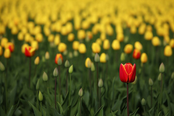 A single red tulip in a field with yellow tulips