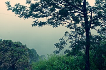 Obraz na płótnie Canvas misty morning in the woods 
