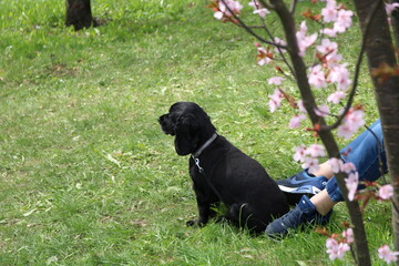 photo of a dog sitting on the grass