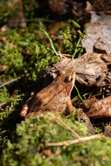 photo of a small brown toad