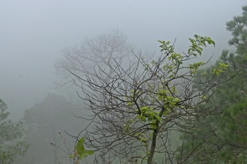 Obraz na płótnie Canvas misty morning in the woods 
