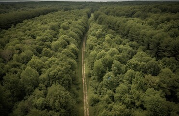 Top view of green forest landscape wallpaper art. Aerial nature scene of pine trees and asphalt road banner design. Countryside path trough coniferous wood form above. Generative Ai.