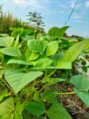 Selective focus. Little green beans started to grow in the backyard garden. Small bean plant.
