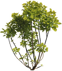 Mehrst&auml;mmiger junger Per&uuml;ckenstrauch mit gr&uuml;nen Bl&auml;ttern