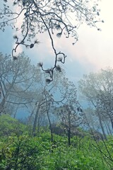 fog in the forest 