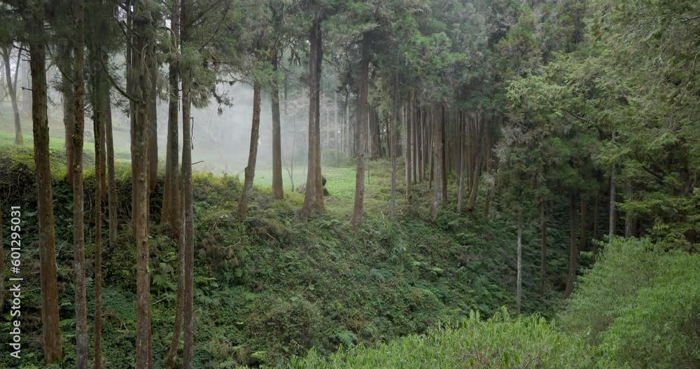 Poster green lush forest with foggy cloud