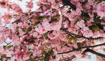 Sakura flowers on background close-up. Botanical garden concept. Tender bloom. Aroma and fragrance. Spring season. Selective focus. High quality photo