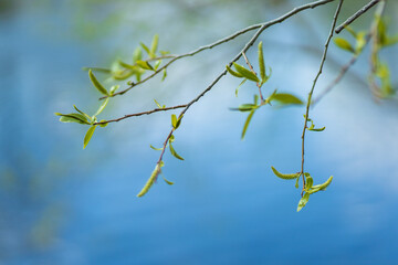 leaves against blue sky