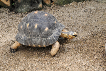 Obraz premium schildkröte