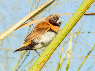 Chestnut-breasted Mannikin in Queensland Australia