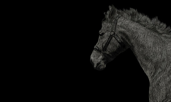 The horse's head is drawn by hand with lines and strokes. Vector illustration, EPS 10. Beautiful animal close-up on a black background with copy space. Monochrome image, black and white sketch.