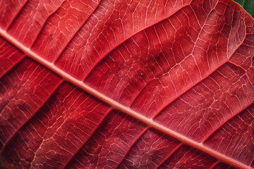 abstract red striped of foliage from nature detail of leaf textured background