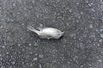 Obraz premium Closeup photo of dead bird (sparrow) on the road in the city