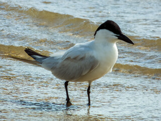 Gull-billed Tern in Queensland Australia