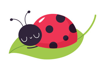 Cute ladybug sleeping on green leaf. Funny little ladybird insect cartoon vector illustration