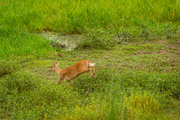Obraz premium female Barasingha or Rucervus duvaucelii or Swamp deer a elusive and vulnerable animal species running and jumping from fear at pilibhit national park forest tiger reserve uttar pradesh india asia