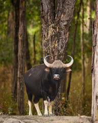 Gaur or Indian Bison or bos gaurus a showstopper closeup or portrait and black drongo bird on his...