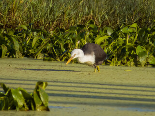 Pied Heron in Queensland Australia