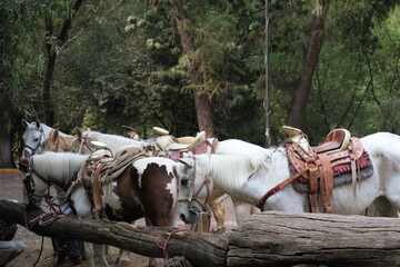 Chevaux sellés alignés attendant leurs cavaliers.