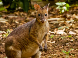 Red-legged Pademelon in Queensland Australia