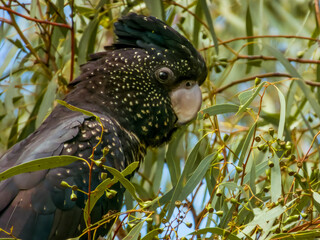 Fototapeta na wymiar Red-tailed Black Cockatoo in Queensland Australia