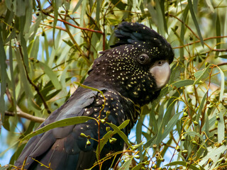 Red-tailed Black Cockatoo in Queensland Australia © Imogen