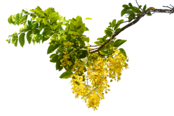 A tree branch with yellow flowers Isolated on transparent png