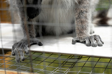 Close up macro shot of Hands of little lemur sitting behind the bars of the cage in the zoo © gargantiopa
