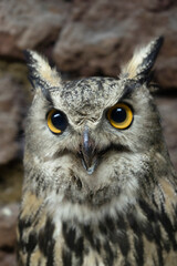 Eastern screech owl close up head shot portrait