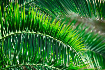 Green leaves of a palm tree in tropical nature