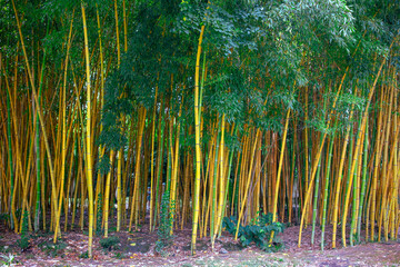 Thickets of bamboo in tropical nature