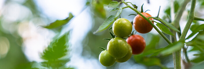Unripe tomatoes weigh