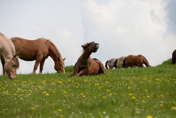 Weidesaison. Bunt gemischte Pferdeherde auf der blühenden Weide im Frühling