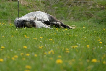 Weidesaison. Bunt gemischte Pferdeherde auf der blühenden Weide im Frühling