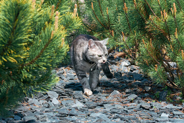 Domestic cat hides among pine branches. Photo wallpaper with a cat. Cute gray kitten.
